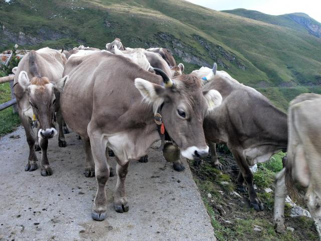 Der Empfang auf der Alp Nufenen