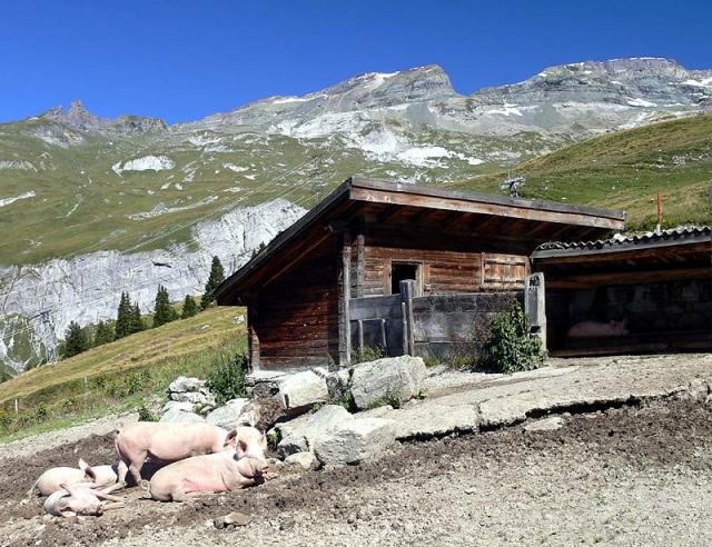 Die Alpschweine auf Ruschein