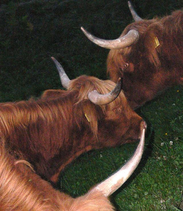 Hochlandrinder in Siat